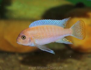 Metriaclima estherae 'Minos Reef'